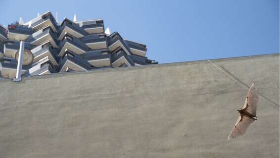 יש בהם גם קסם. מתוך תערוכת הצילומים "בליינד דייט עם עטלף" // צילום: יובל ברקאי